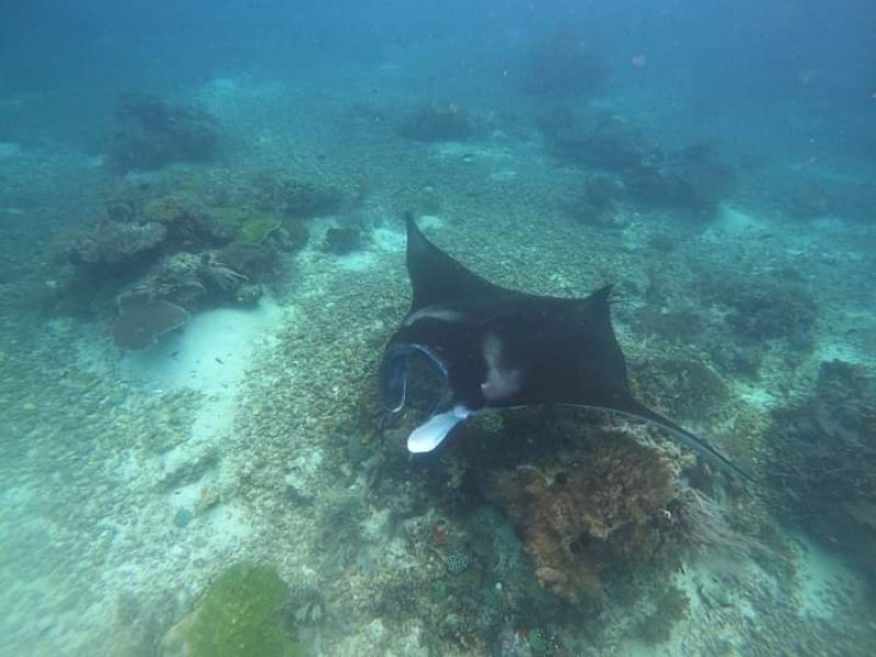 Snorkeling Tour